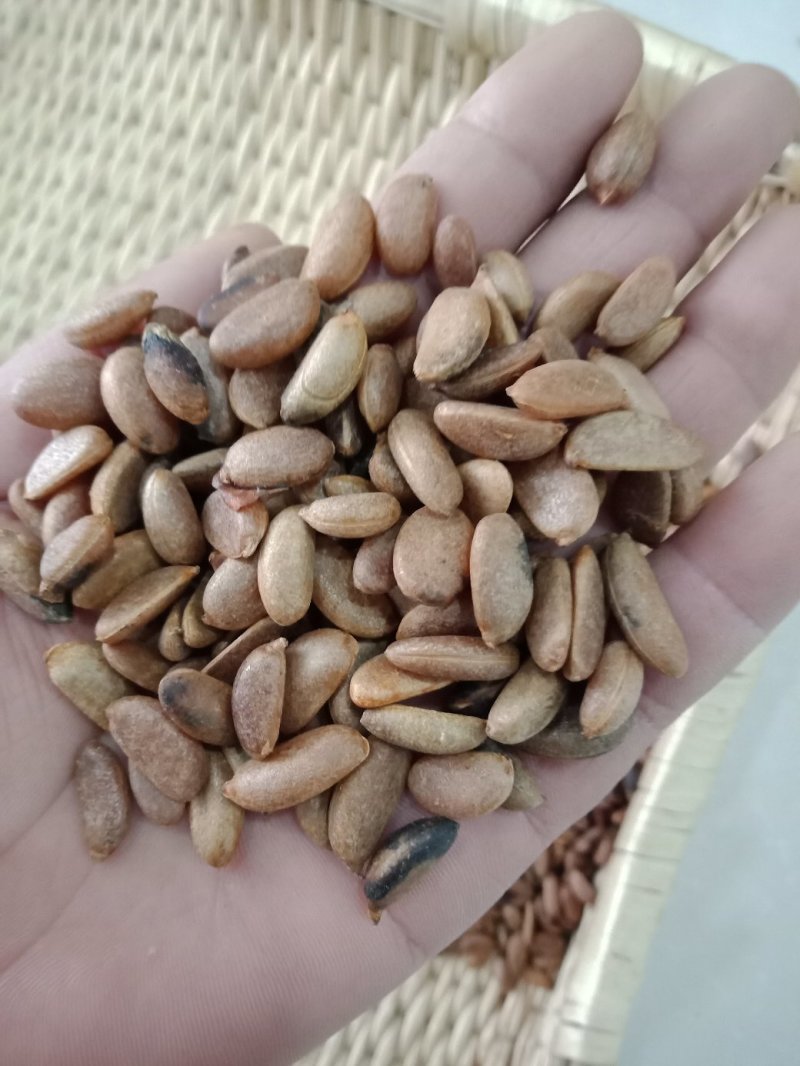 基地直销金弹子种子优质的金弹子种子林木种子成活率高