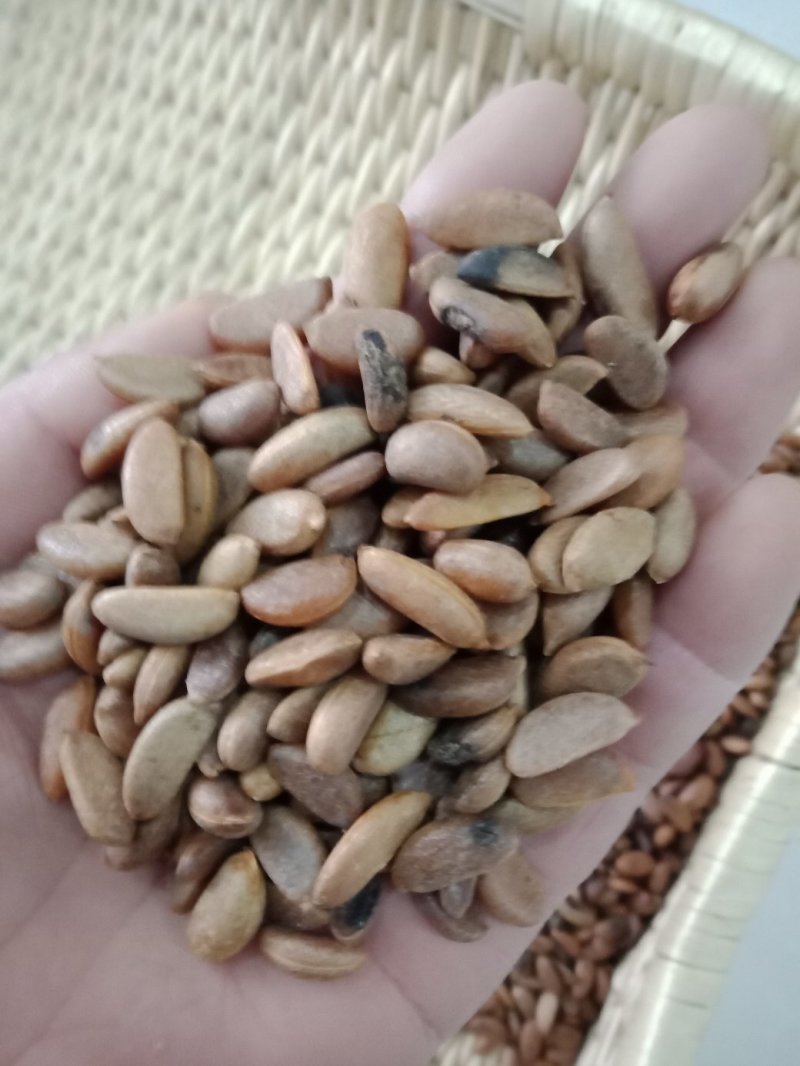 基地直销金弹子种子优质的金弹子种子林木种子成活率高