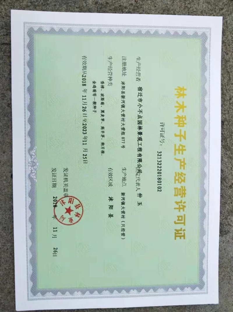 基地直销金弹子种子优质的金弹子种子林木种子成活率高