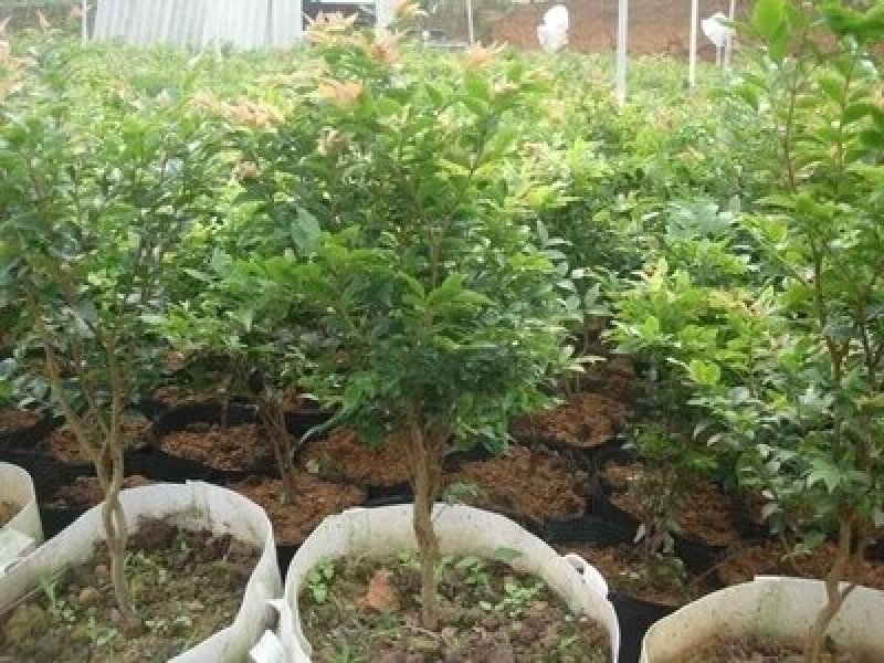 台湾四季嘉宝果树苗沙巴嘉宝果树苗