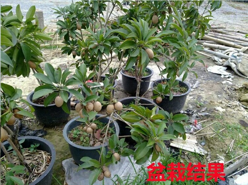 人心果苗，吴凤柿、赤铁果、奇果