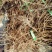 江西单叶蔓荆子挂果苗，量大从优，大型基地干果回收