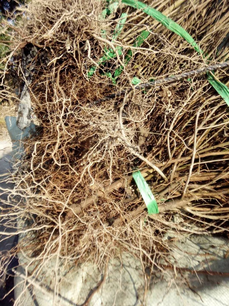 江西单叶蔓荆子挂果苗，量大从优，大型基地干果回收