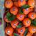 重庆奉节脐橙纽荷尔脐橙专业代办重庆奉节非赣南橙。