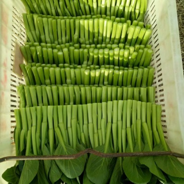 广东菜心