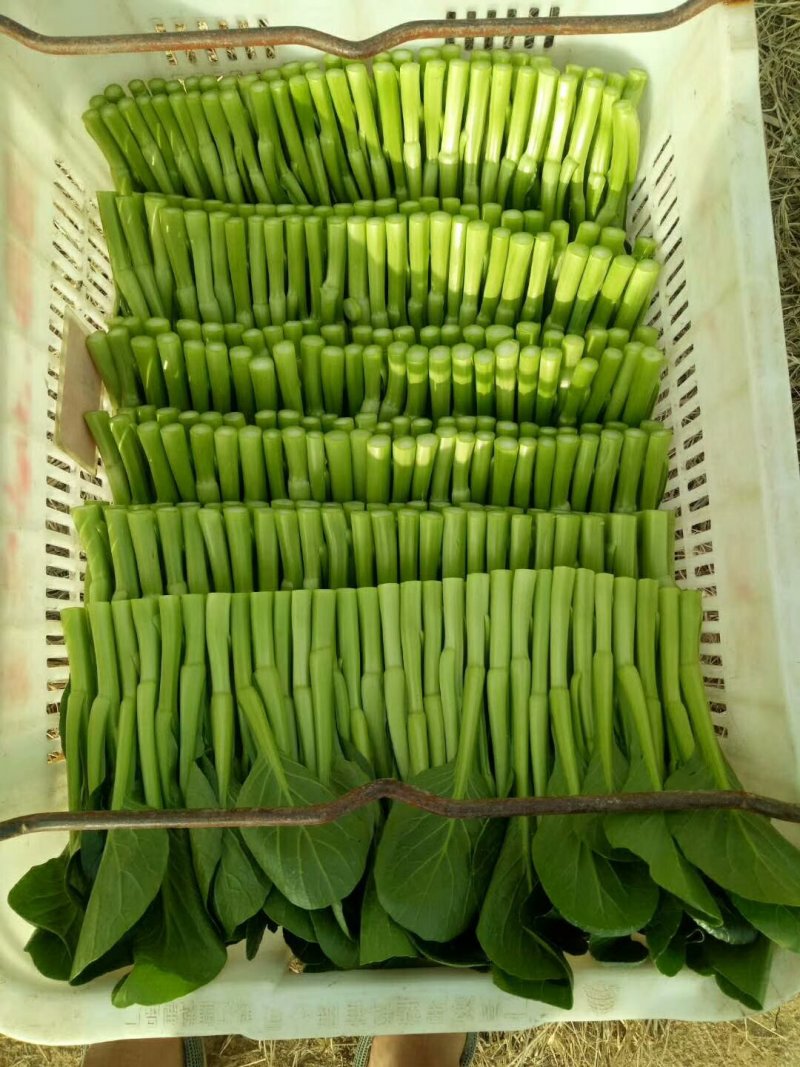广东菜心