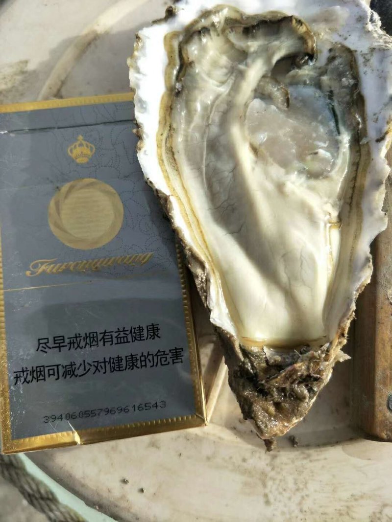贝类鲜货
