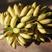 香蕉苗矮化皇帝蕉苗种植当年结果