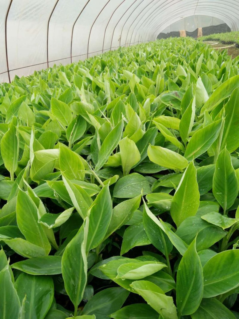 金粉一号粉蕉苗香蕉树苗西贡蕉苗红香蕉苗带土