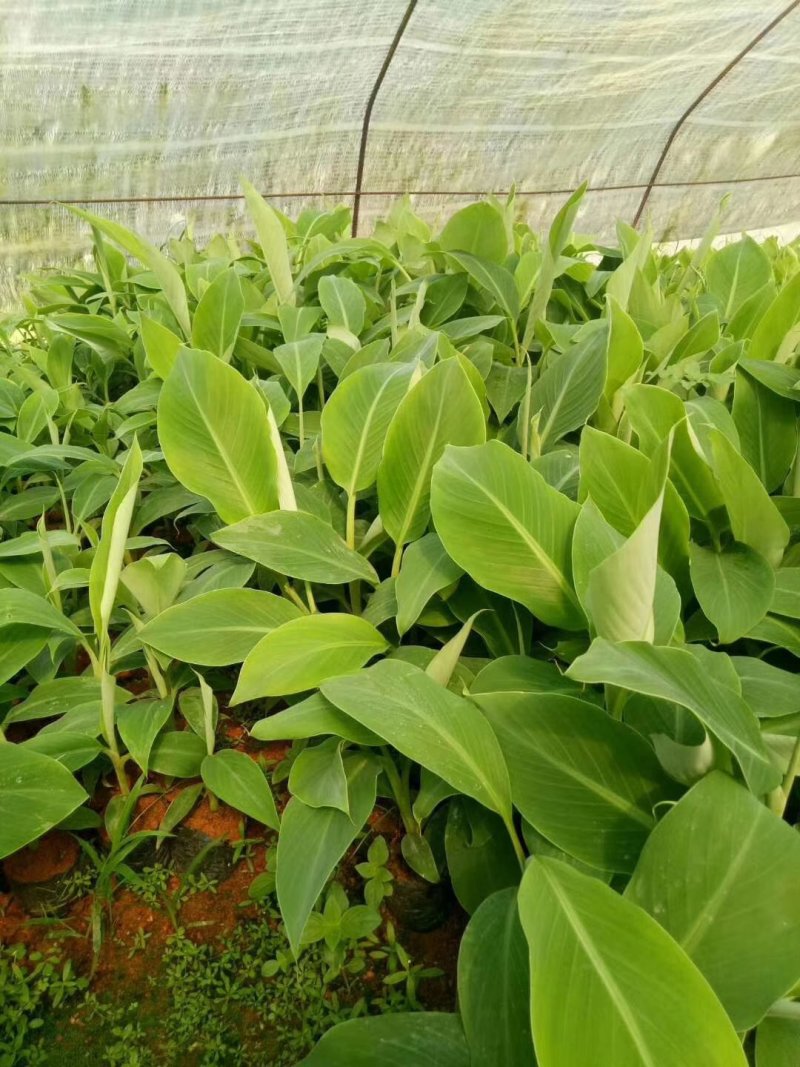 金粉一号粉蕉苗香蕉树苗西贡蕉苗红香蕉苗带土