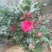 茶花