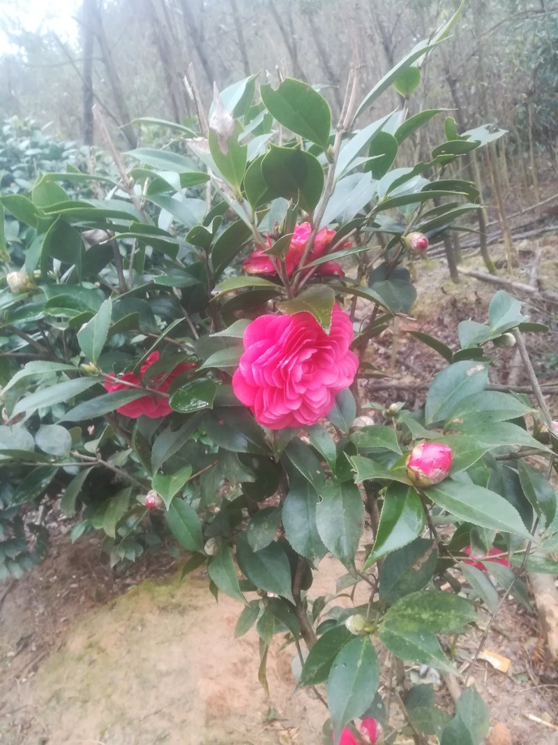 茶花