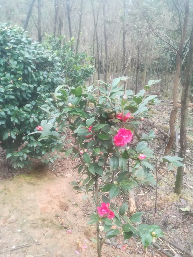 茶花