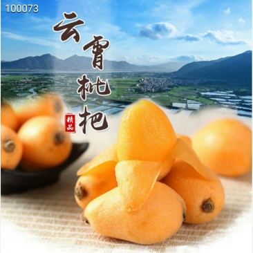 云霄枇杷