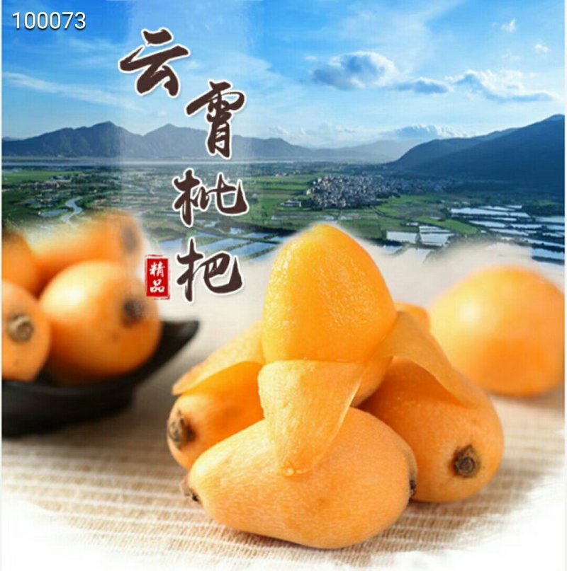 云霄枇杷