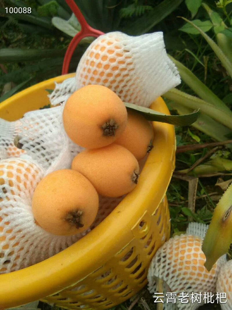 云霄枇杷