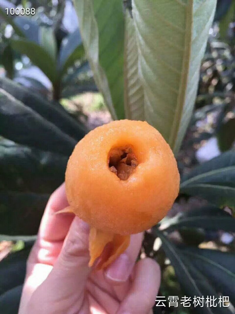 云霄枇杷