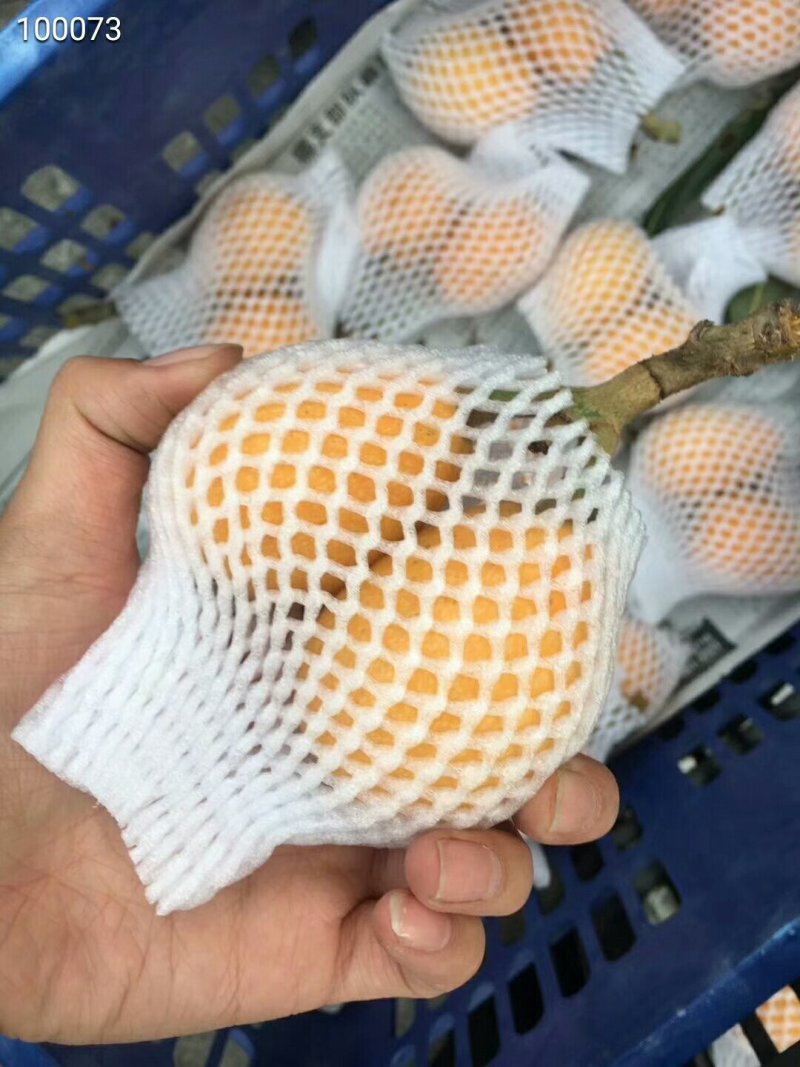 云霄枇杷