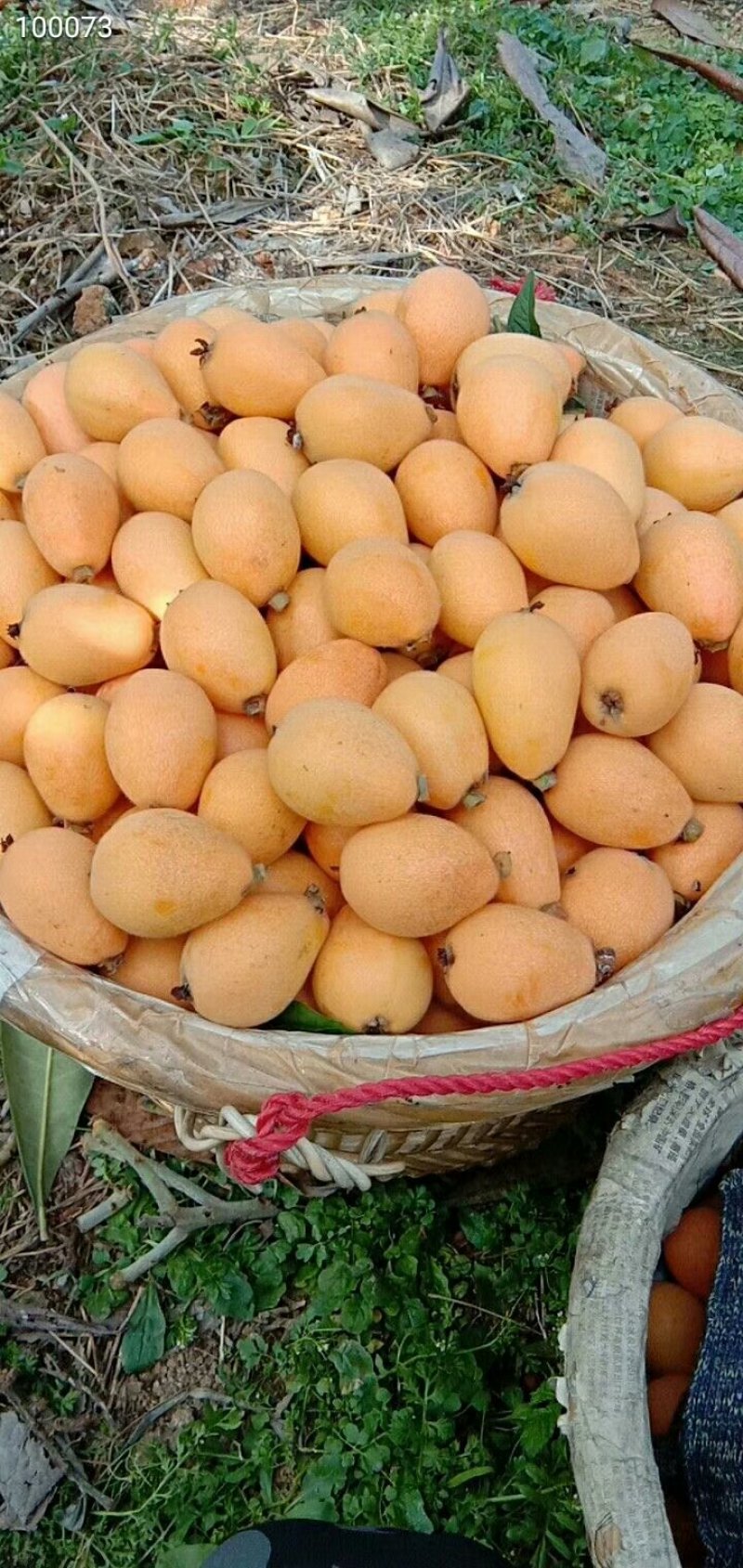 云霄枇杷