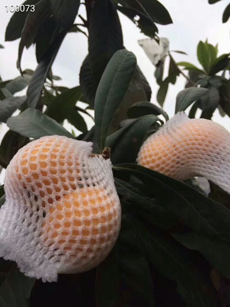 云霄枇杷