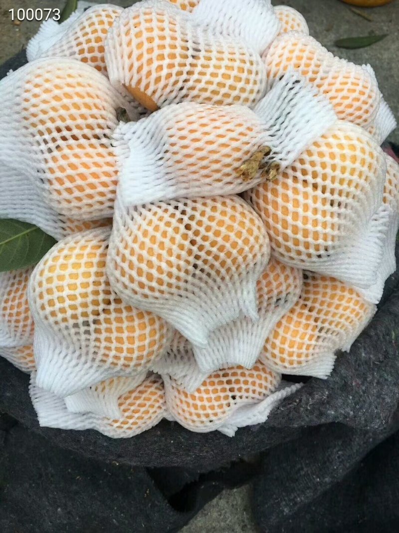 云霄枇杷