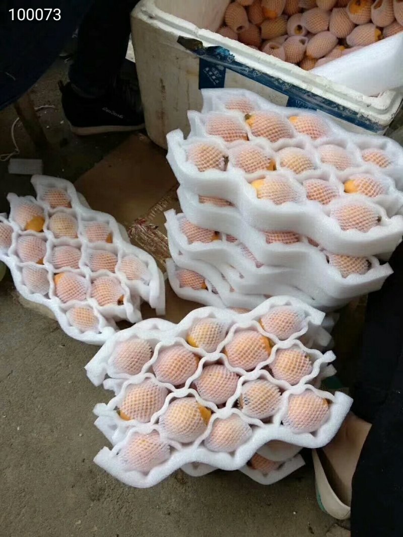 云霄枇杷