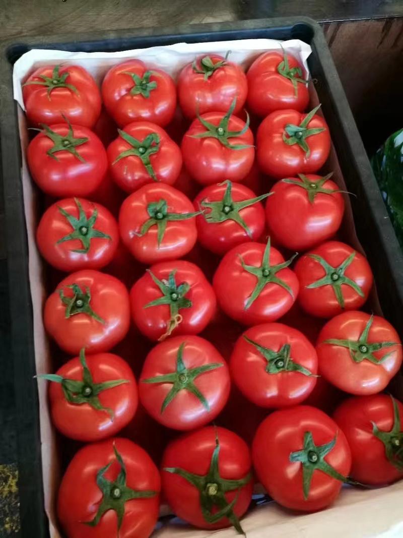 苍南西红柿大量上市了