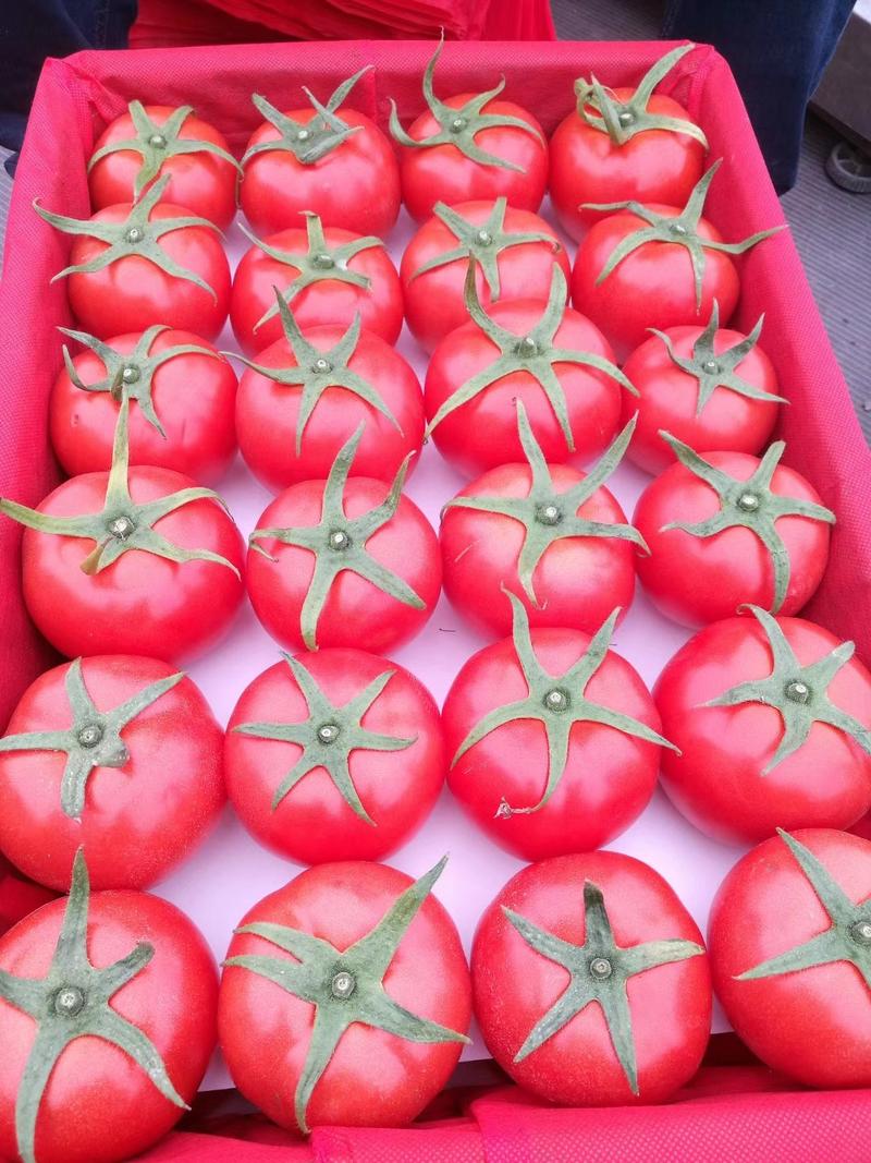 苍南西红柿大量上市了