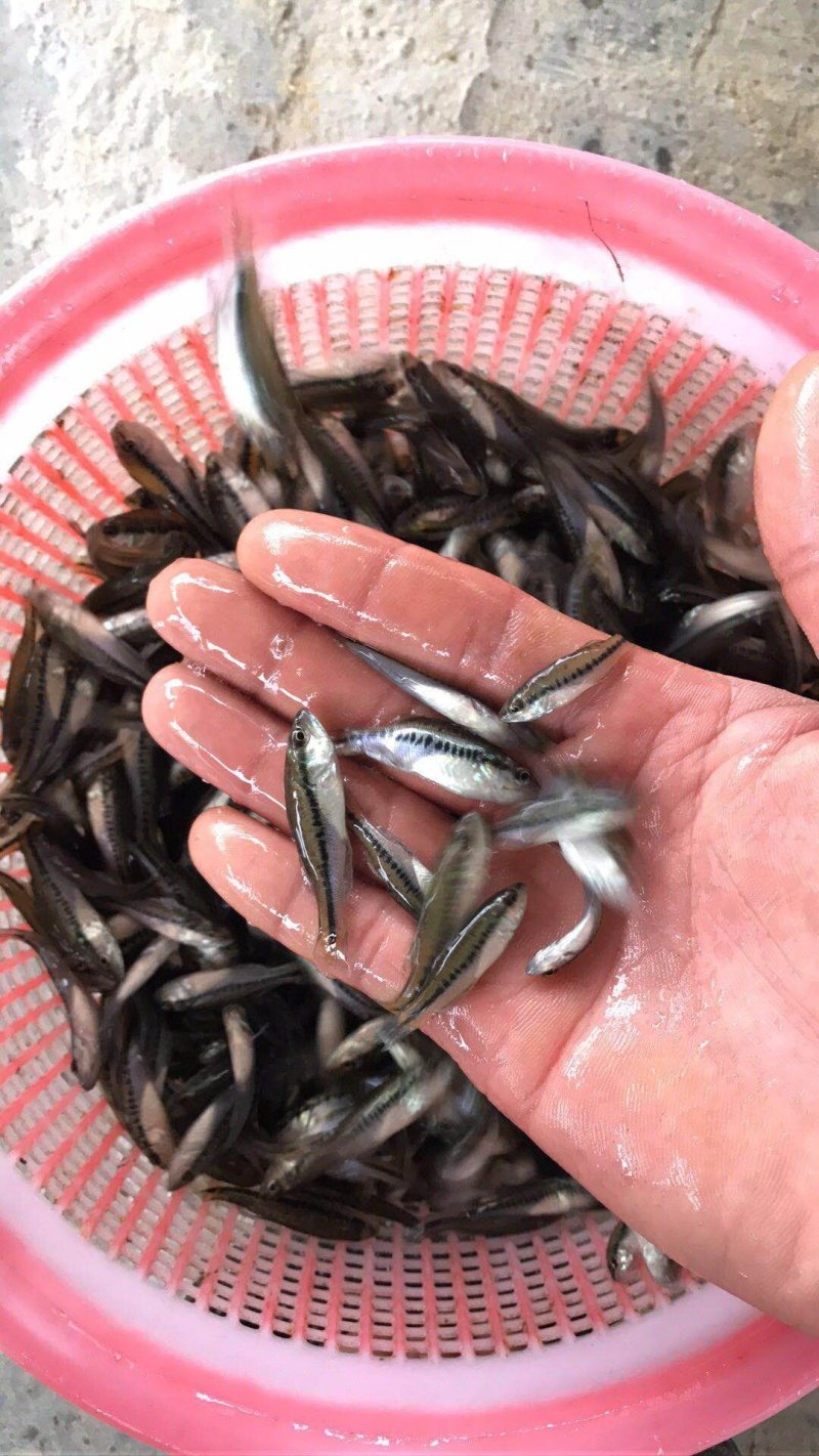 鲈鱼苗加洲鲈鱼苗湖南鲈鱼苗厂家直销鲈鱼苗批发