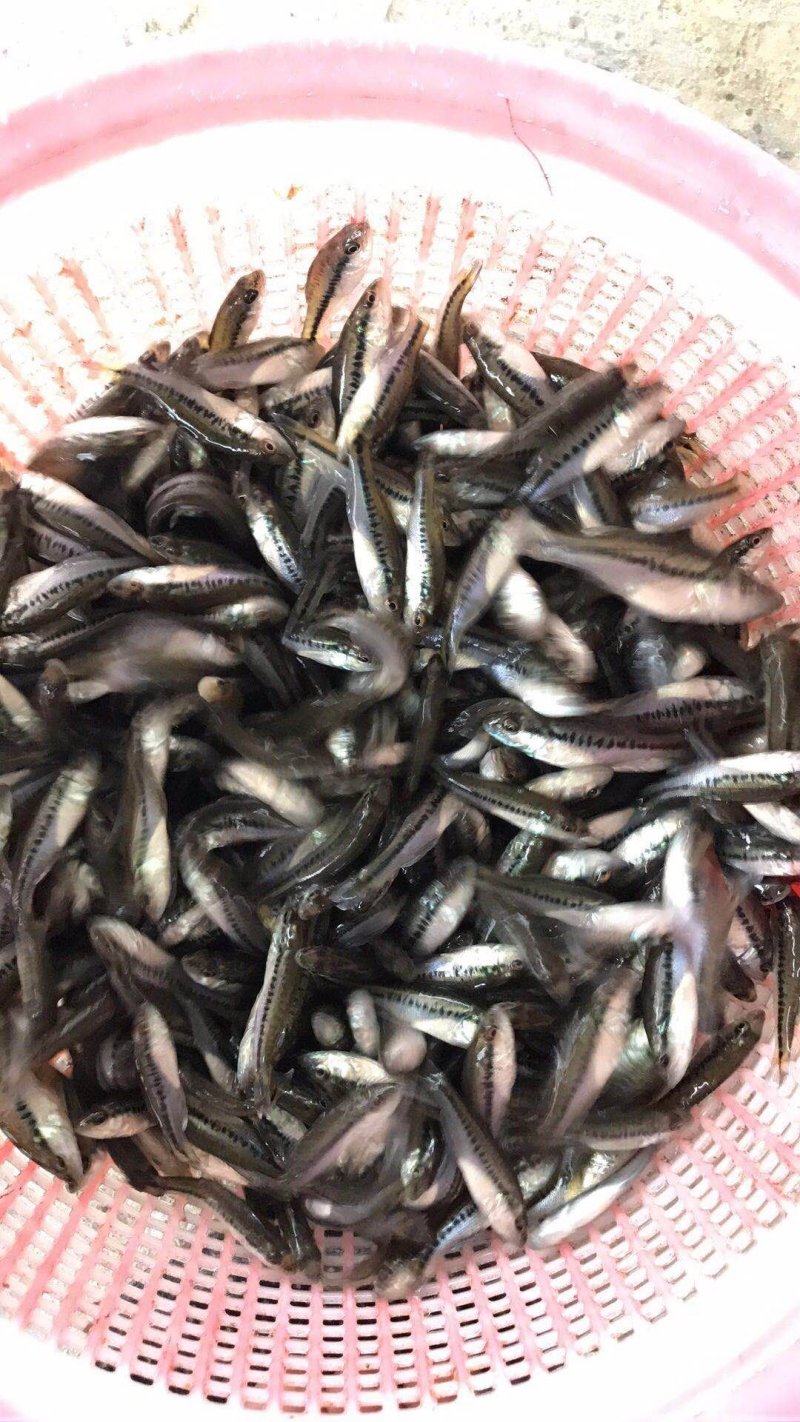 鲈鱼苗加洲鲈鱼苗湖南鲈鱼苗厂家直销鲈鱼苗批发
