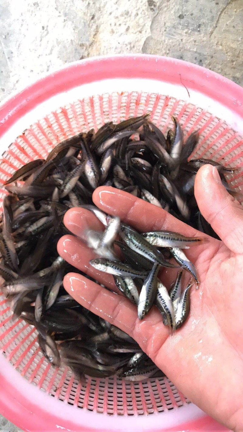 鲈鱼苗加洲鲈鱼苗湖南鲈鱼苗厂家直销鲈鱼苗批发