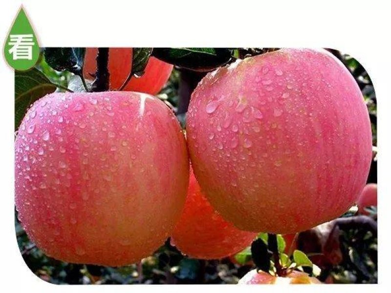 沂源红富士苹果