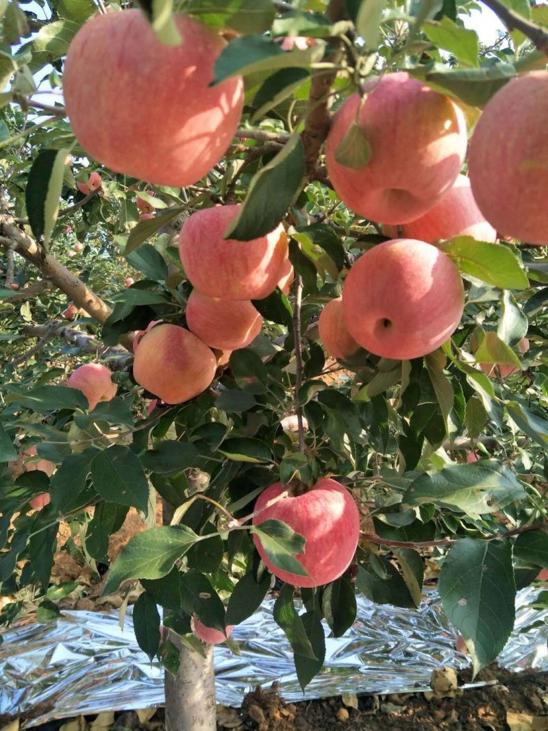 沂源红富士苹果