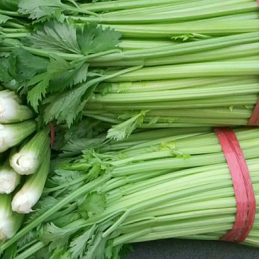 大量供应芹菜