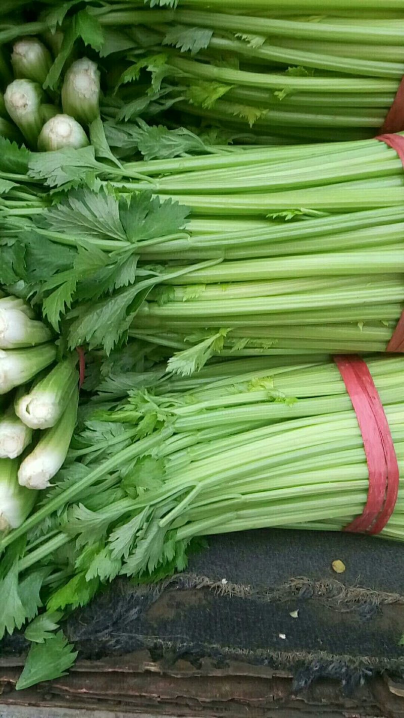 大量供应芹菜