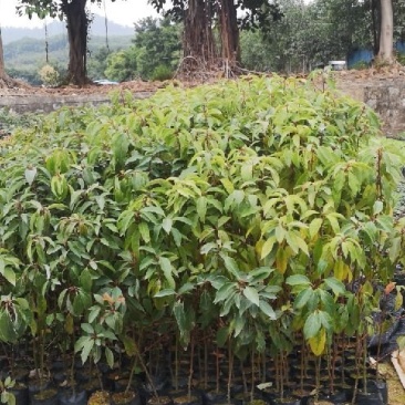 供应香樟树苗高度20-80