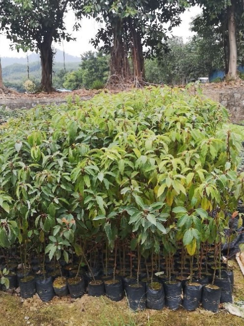 供应香樟树苗高度20-80