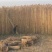 白洋淀野生芦苇苗芦苇苗耐寒成活率高