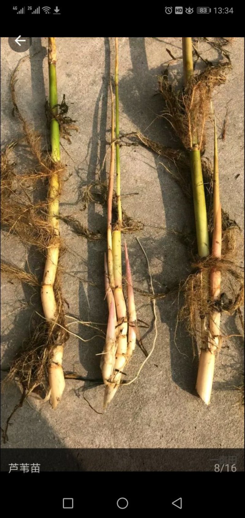 白洋淀野生芦苇苗芦苇苗耐寒成活率高