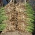白洋淀野生芦苇苗芦苇苗耐寒成活率高