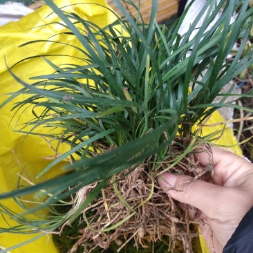 矮麦冬，青叶麦冬草新鲜品500克