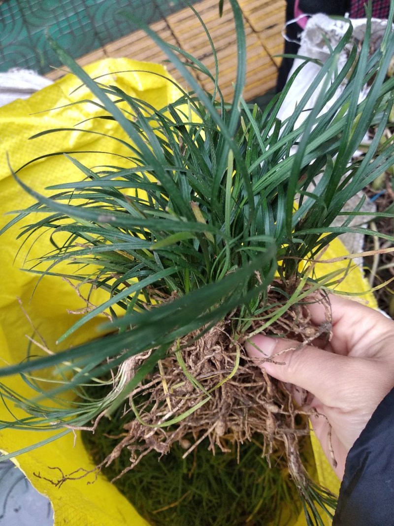 矮麦冬，青叶麦冬草新鲜品500克