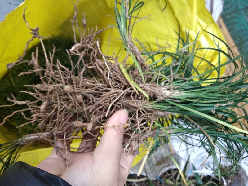 矮麦冬，青叶麦冬草新鲜品500克
