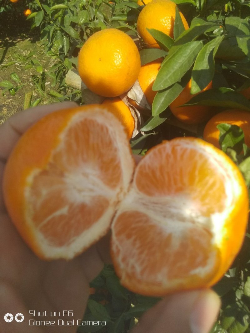 广西沃柑，全国唯一产地，品质有保证，食品最安全。
