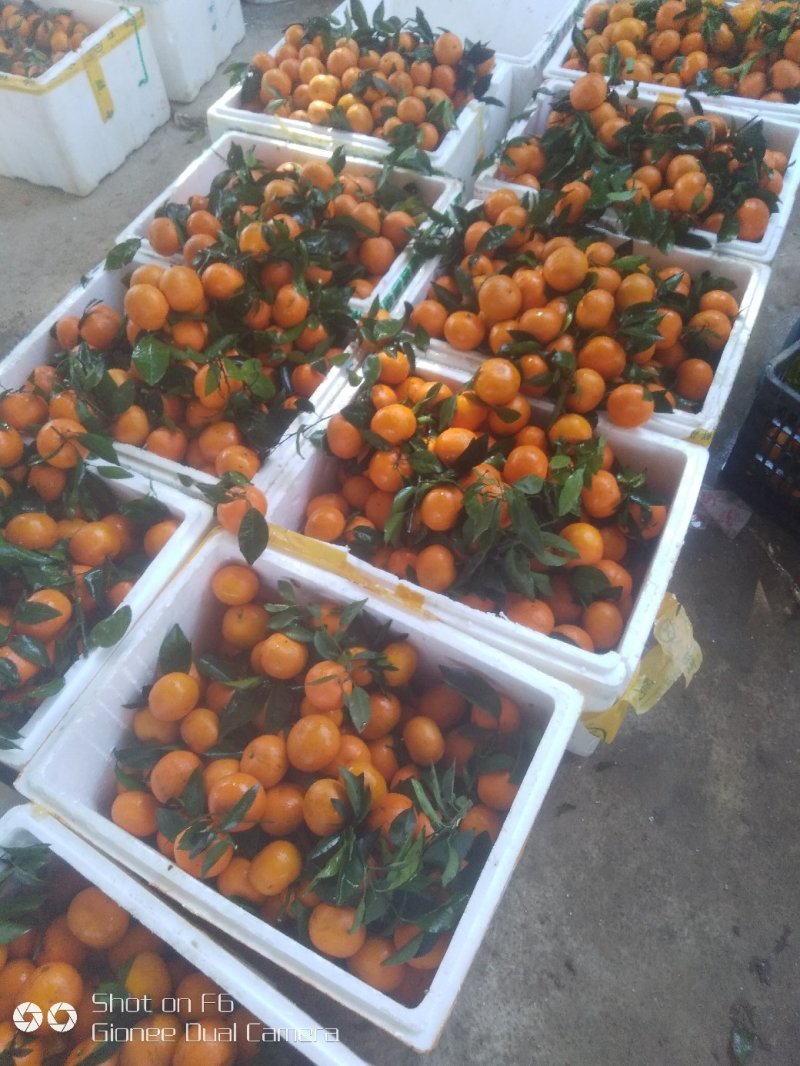 广西沃柑，全国唯一产地，品质有保证，食品最安全。