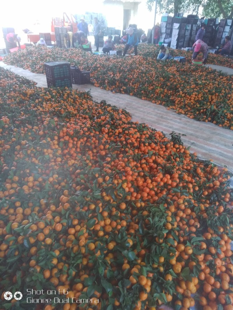 广西沃柑，全国唯一产地，品质有保证，食品最安全。