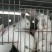 肉兔苗
