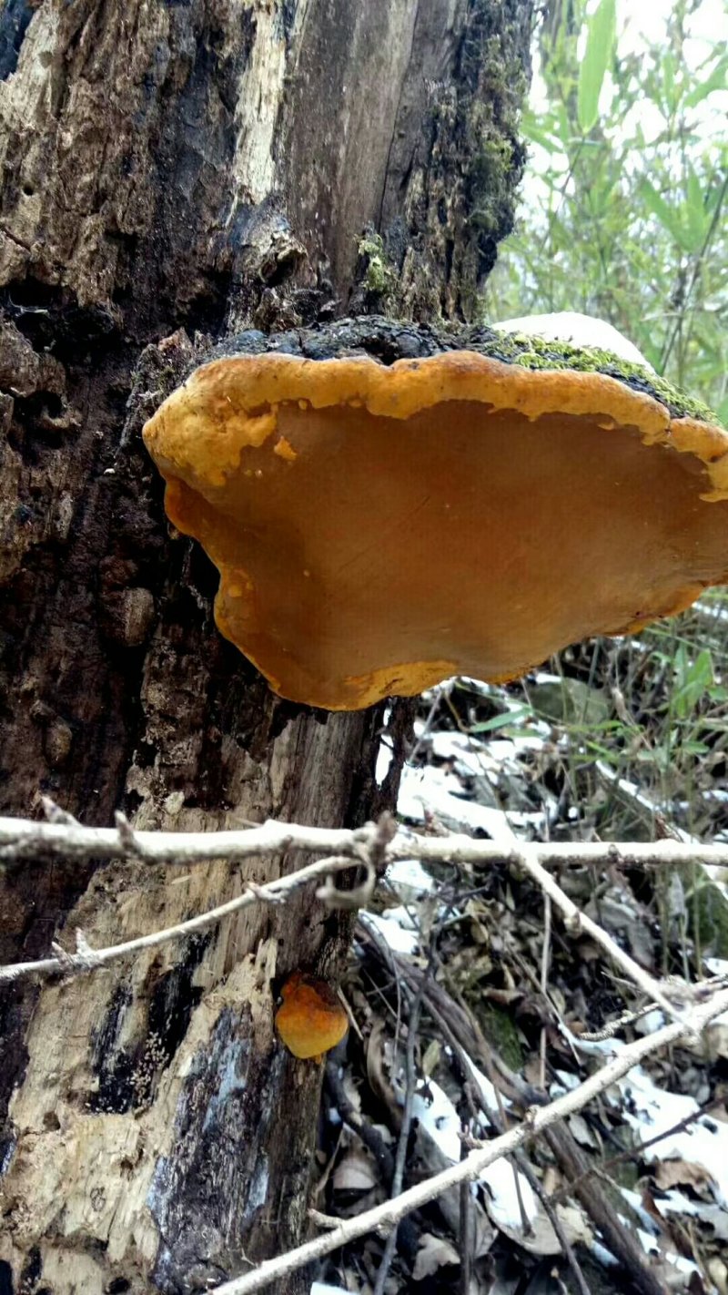 桑黄桑黄菌——野生桑树桑黄