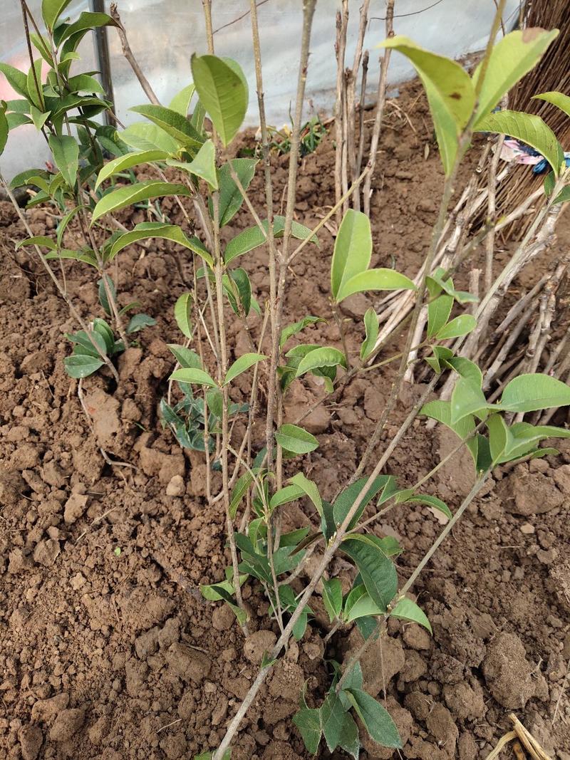 桂花苗四季桂桂花苗四季桂花树苗包邮