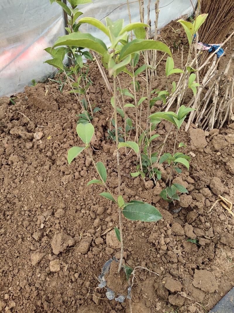 桂花苗四季桂桂花苗四季桂花树苗包邮